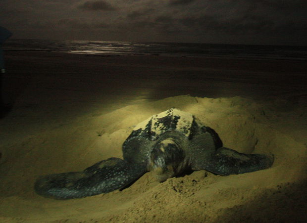 Leatherback turtle laying her eggs.