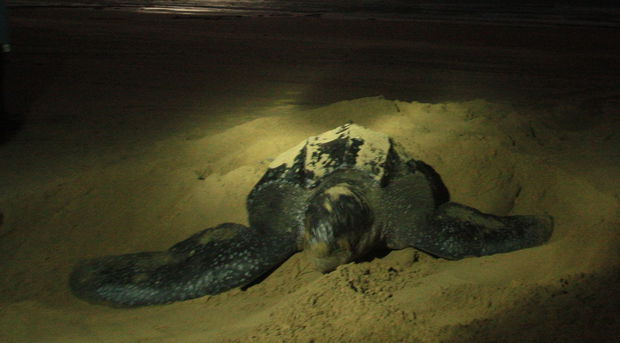 Leatherback turtle laying her eggs.