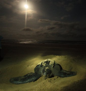 Leatherback turtle laying her eggs.