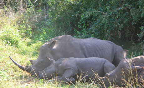 Rhinos at Isimangaliso Wetland Park