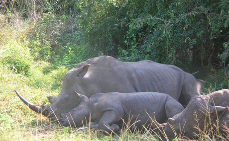 Rhinos at Isimangaliso Wetland Park Rhinos at Isimangaliso Wetland Park