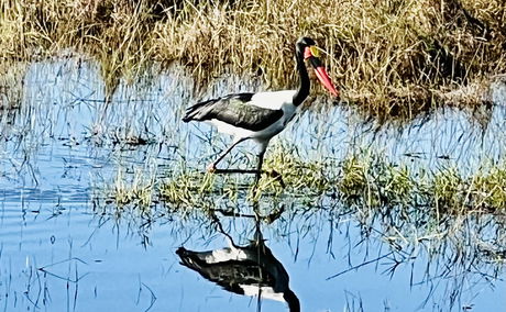 An abundance of birdlife in and around Lidiko Lodge, situated nestled within the iSimangaliso Wetland Park