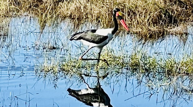 An abundance of birdlife in and around Lidiko Lodge, situated nestled within the iSimangaliso Wetland Park