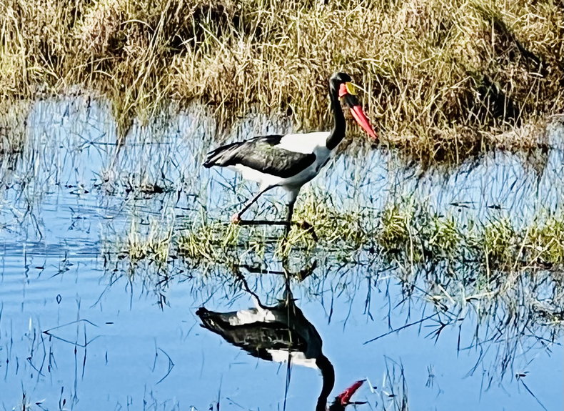 An abundance of birdlife in and around Lidiko Lodge, situated nestled within the iSimangaliso Wetland Park
