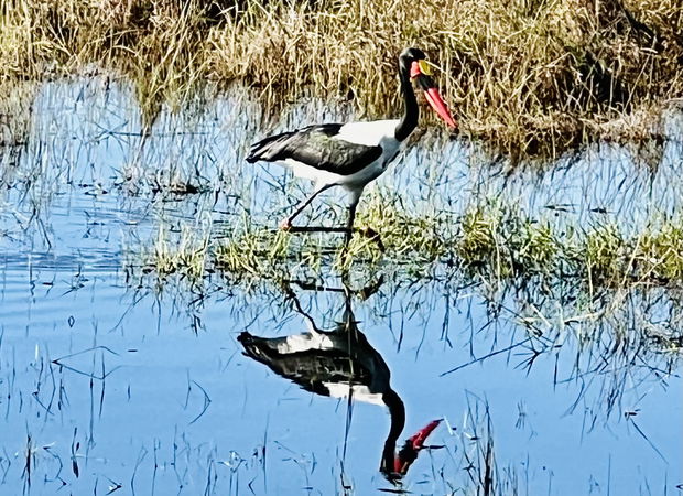 An abundance of birdlife in and around Lidiko Lodge, situated nestled within the iSimangaliso Wetland Park
