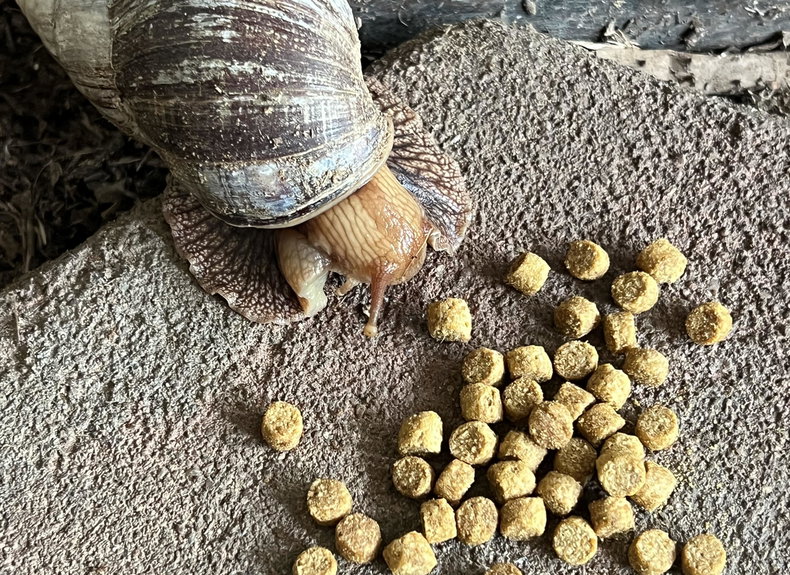 The Giant African Snail, developing a taste for the unusual
