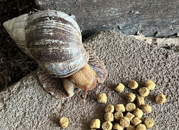 The Giant African Snail, developing a taste for the unusual