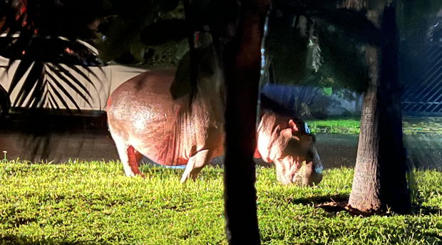 Hippo grazing at night in the heart of St Lucia Town