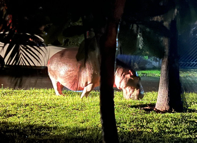 Hippo grazing at night in the heart of St Lucia Town