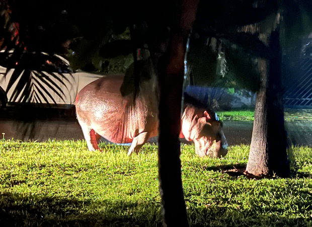Hippo grazing at night in the heart of St Lucia Town