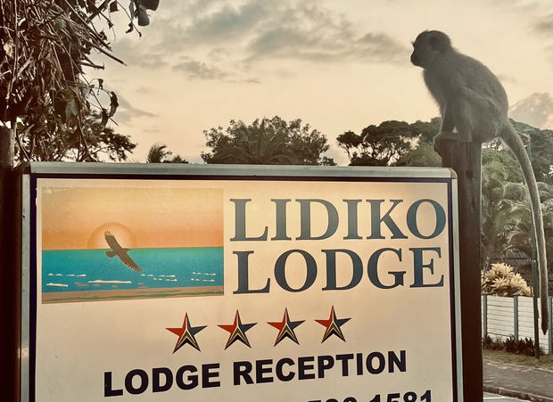 Vervet Monkey checking in at Lidiko Lodge Vervet Monkey checking in at Lidiko Lodge