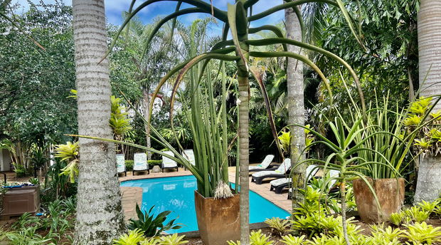 Evergreen, tropical conditions throughout winter. St Lucia, KZN, where winter is never truly felt. Image is of Lidiko Lodge's pool area