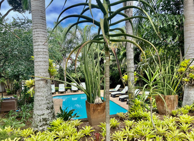 Evergreen, tropical conditions throughout winter. St Lucia, KZN, where winter is never truly felt. Image is of Lidiko Lodge's pool area