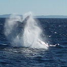 Whale migration