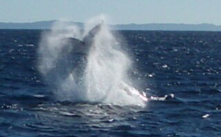 Whale migration