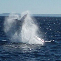 Whale migration