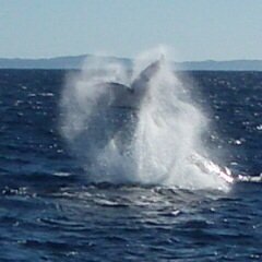 Whale watching (July - December)