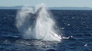 Whale migration