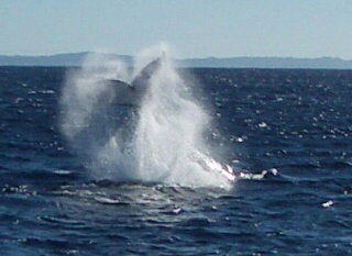 Whale migration