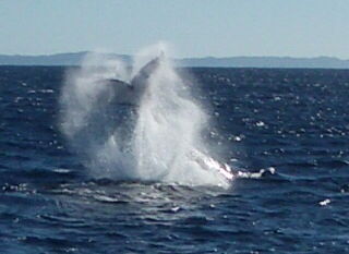 Whale migration