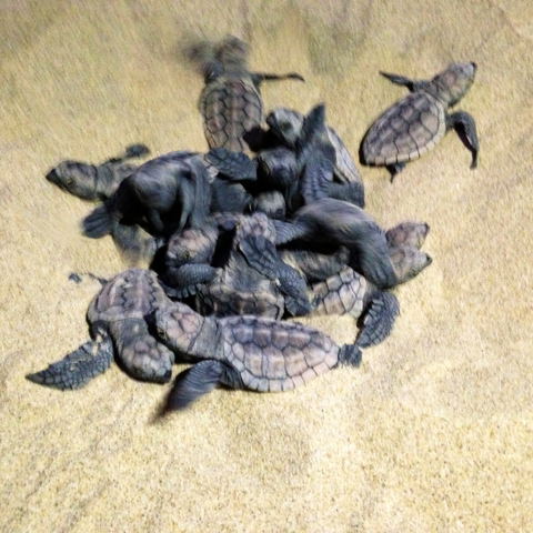 Loggerhead turtle hatchlings