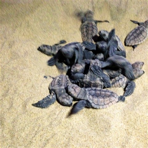 Loggerhead turtle hatchlings