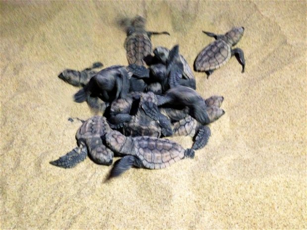 Loggerhead turtle hatchlings