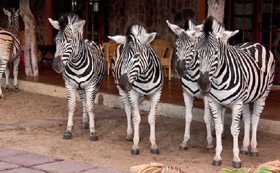 Moholoholo Wildlife Rehabilitation Centre and Blyde River Cruise