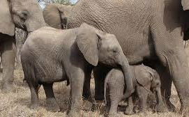 Hoedspruit Endangered Species Center & Moholoholo Wildlife Rehabilitation Centre