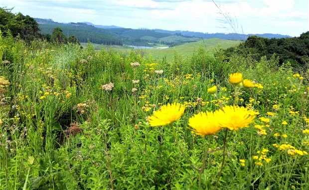 Mountains forests dams Magoebaskloof