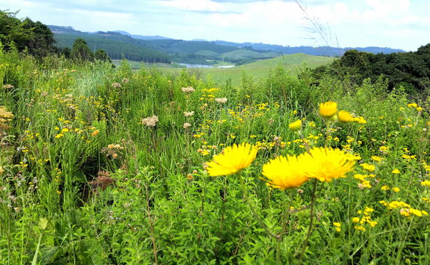 Mountains forests dams Magoebaskloof Mountains forests dams Magoebaskloof