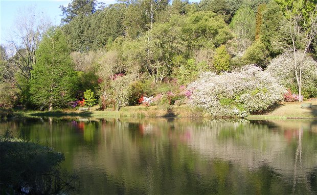 trout fishing in dam in magoebaskloof, limpopo in spring