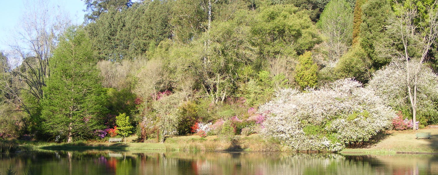 trout fishing in dam in magoebaskloof, limpopo in spring