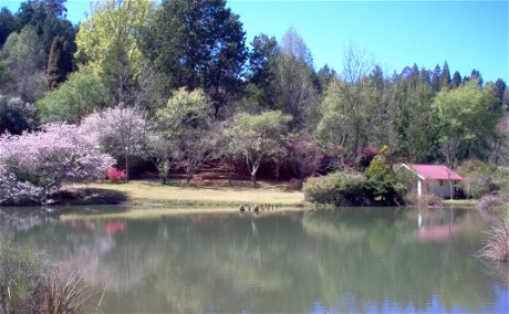 trout fishing in dam in magoebaskloof, limpopo in spring