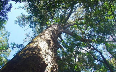 The Old Tree