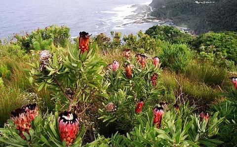 Tsitsikamma National Park