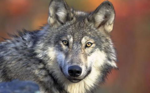 The Wolf Sanctuary
