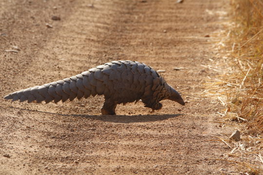 affordable lodge safari Zambia