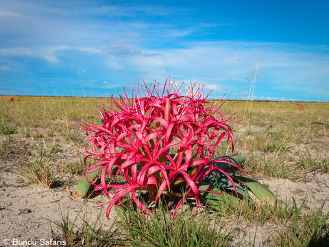Beautiful Brunsvigias blooming profusely on the Liuwa Plains after good rains. Beautiful Brunsvigias blooming profusely on the Liuwa Plains after good rains.