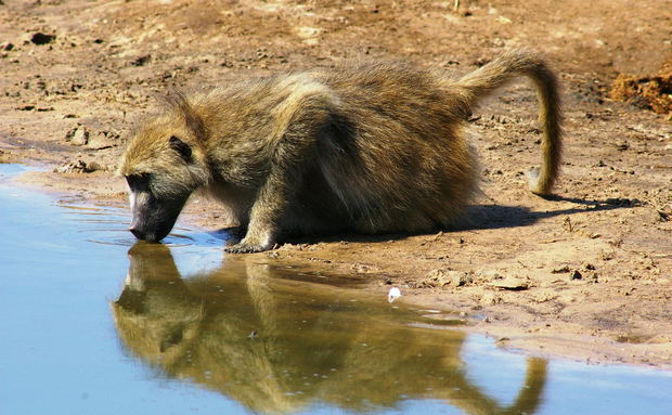 mobile safaris Zambia, Adventure Purists  