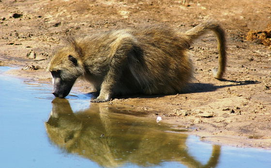 Zambia´s Best Parks 