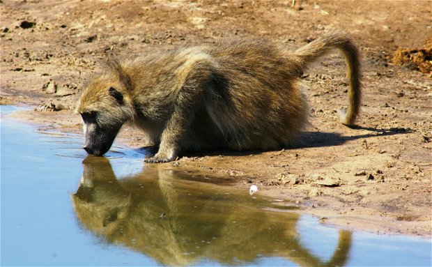 Baboon South Luangwa affordable safari Zambia 