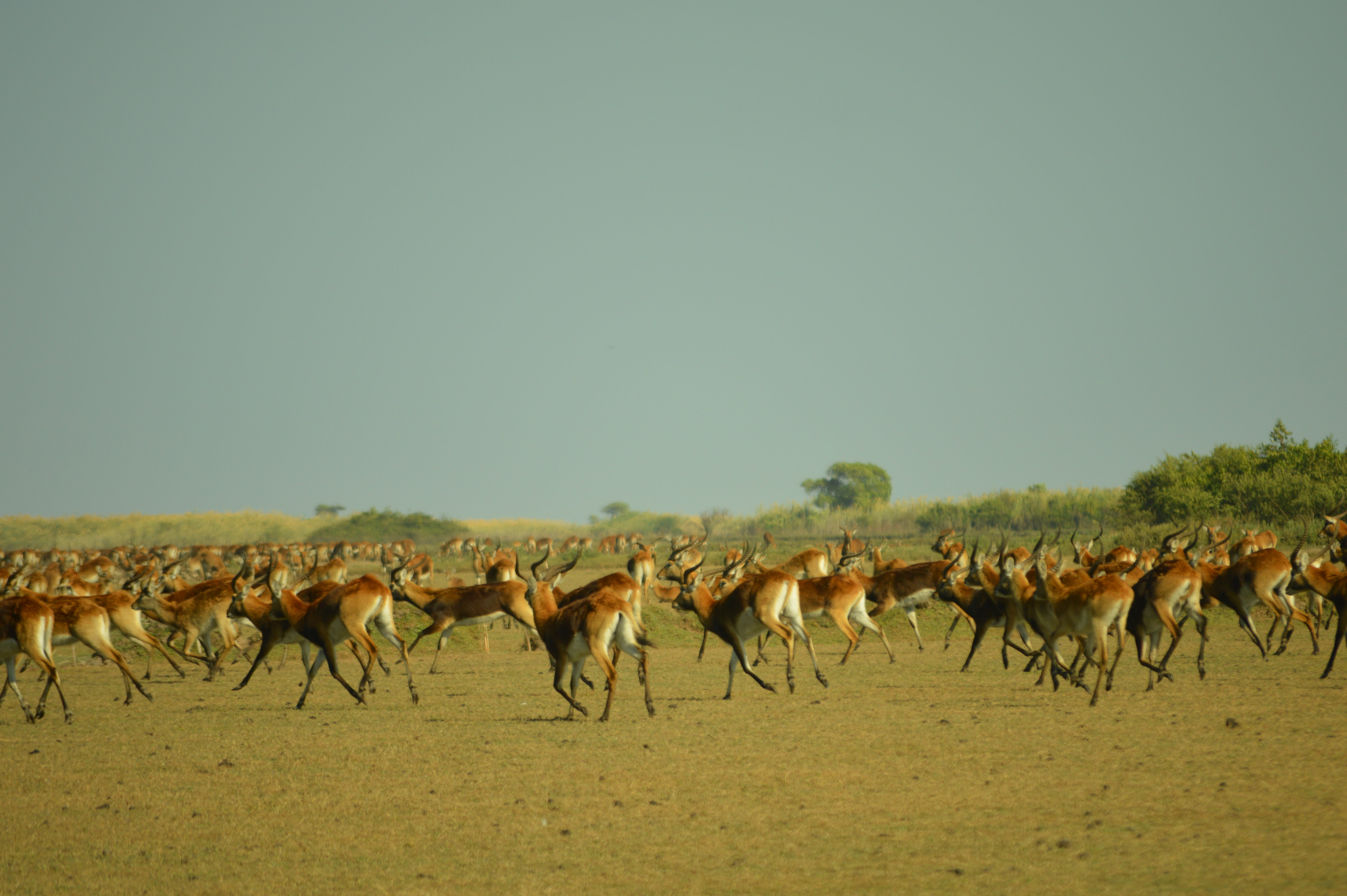 Bangweulu Walking safari