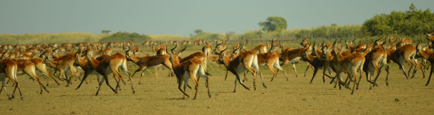 Bangweulu Walking safari