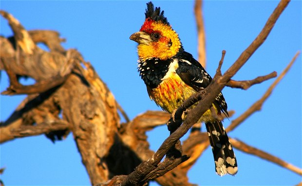 Crested Barbet Kafue National Park 