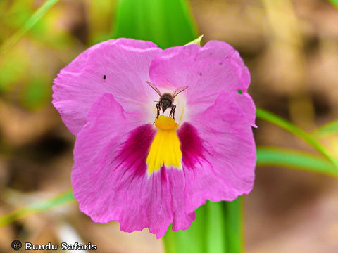 Rose Ginger with honey bee.... Rose Ginger with honey bee....