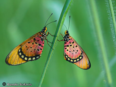 Black-based Acraea.... just as beautiful as seeing a leopard. Black-based Acraea.... just as beautiful as seeing a leopard.