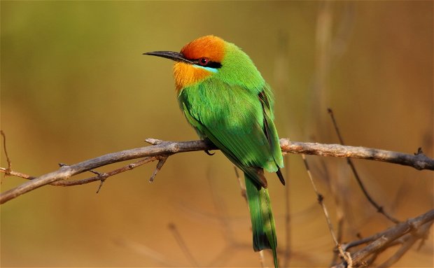 Boehm's Bee-Eater, Zambia birding safari