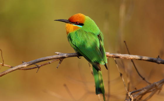 Birding Safari in Zambia 
