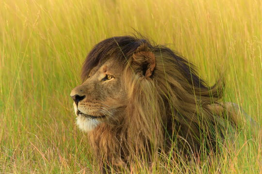 Bon Jovi.... the famous monarch of the Liuwa Plains Bon Jovi.... the famous monarch of the Liuwa Plains